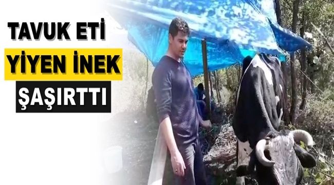 Tavuk eti yiyen inek şaşırttı