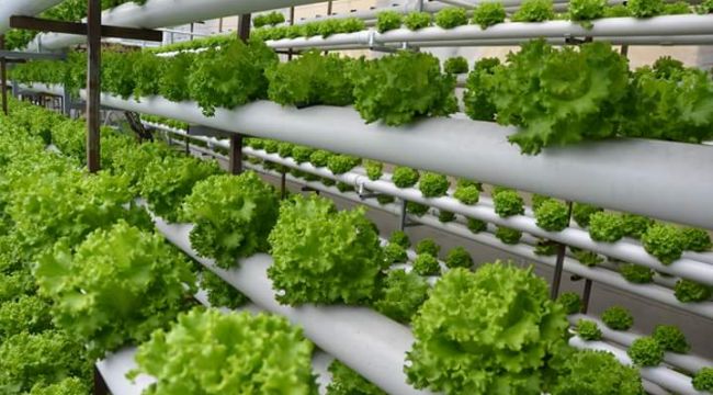 Hydroponic Tarım ile Topraksız Marul Üretimi