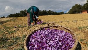 Kilosu 30 bin TL olan safranda hasat başladı
