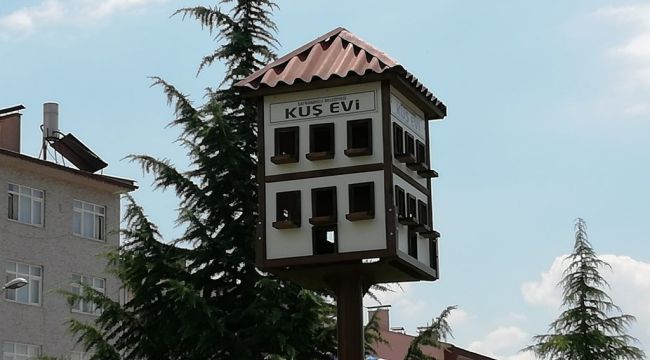 Safranbolu Belediyesi sokak hayvanlarına sahip çıkıyor