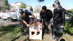 Safranbolu'da kedi evlerinin sayısı artıyor