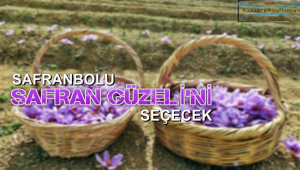 Safranbolu 'Safran Güzeli'ni seçecek