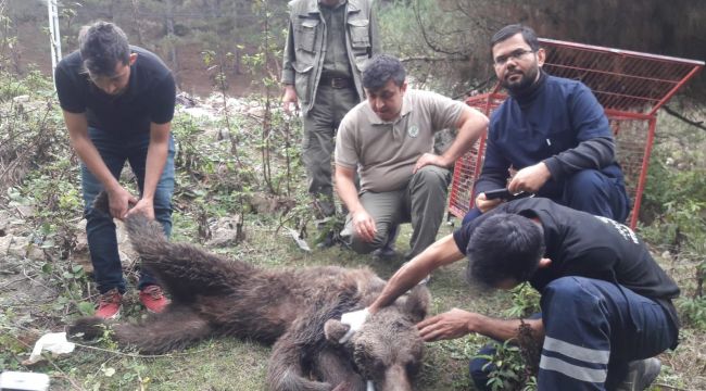Şantiyede çalışan işçilere ayı saldırdı