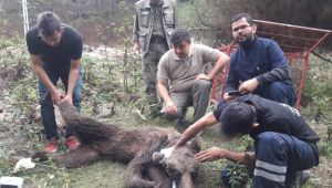 Şantiyede çalışan işçilere ayı saldırdı
