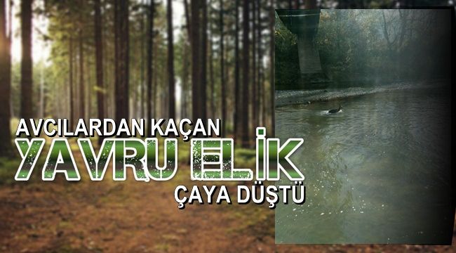 Avcılardan kaçan yavru elik düştüğü çayda sürüklendi