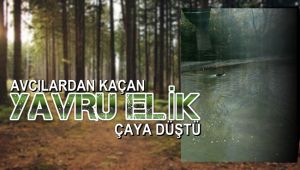 Avcılardan kaçan yavru elik düştüğü çayda sürüklendi