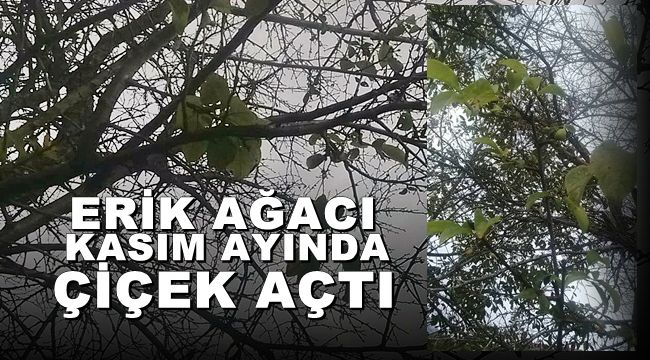Erik ağacı çiçek açıp meyve verdi