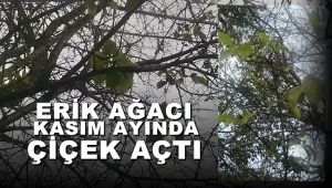 Erik ağacı çiçek açıp meyve verdi