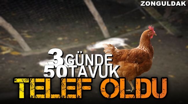 Zonguldak'ta 3 günde 50 tavuk telef oldu