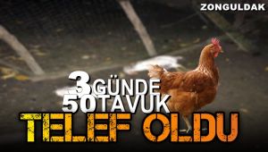 Zonguldak'ta 3 günde 50 tavuk telef oldu