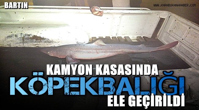 Kamyon kasasında köpek balığı ele geçirildi