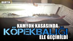 Kamyon kasasında köpek balığı ele geçirildi