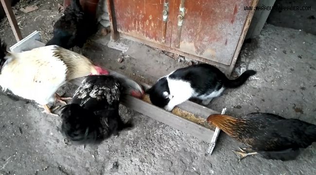 Kedi ile tavukların dostluğu
