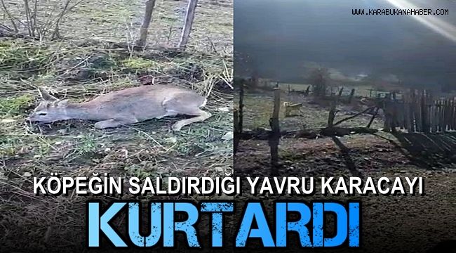 Köpeğin saldırdığı yavru karacayı motosikletli genç kurtardı