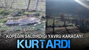 Köpeğin saldırdığı yavru karacayı motosikletli genç kurtardı