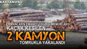 Ormanların emanet edildiği memurlar, kaçak kesilen 2 kamyon tomrukla yakalandı