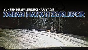 Yüksek kesimlerdeki kar yağışı yaban hayatı zorluyor
