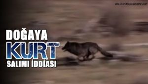 Doğaya kurt salımı iddiası