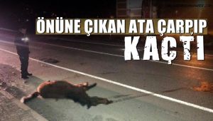 Yenice'de otomobilin çarptığı at telef oldu