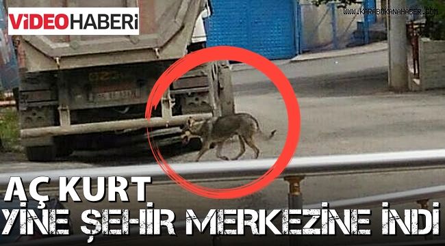 Aç kurt şehir merkezine indi