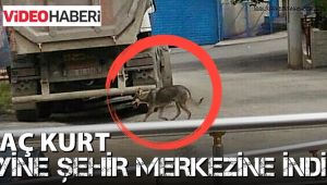 Aç kurt şehir merkezine indi