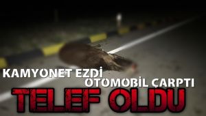 İki aracın çarptığı inek telef oldu