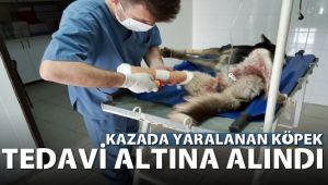 Kazada yaralanan köpek tedavi altına alındı