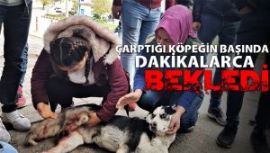 Otomobili ile çarptığı köpeğin başında dakikalarca bekledi