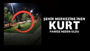 Şehir merkezine inen kurt paniğe neden oldu
