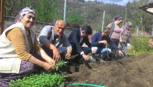 Yenice'de arsasına ada çayı dikimini yapan ilk kişi oldu