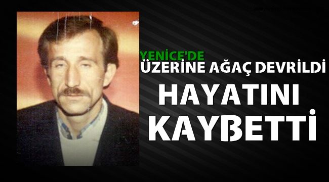 Yenice'de üzerine ağaç devrilen orman işçisi öldü