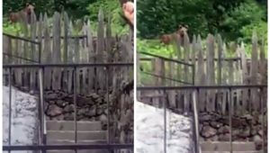 Bayramda köye ayı indi