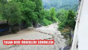 Taşan dere ördekleri sürükledi