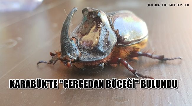 Karabük'te gergedan böceği bulundu