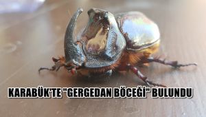 Karabük'te gergedan böceği bulundu