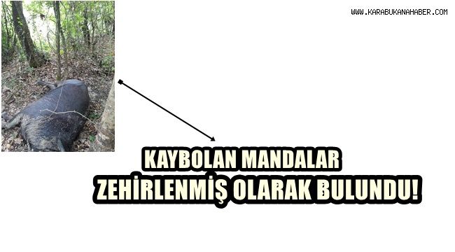 Kaybolan mandalarını zehirlenmiş olarak buldular