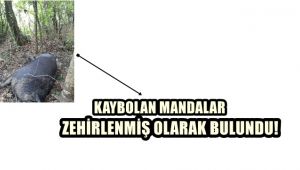 Kaybolan mandalarını zehirlenmiş olarak buldular
