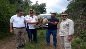 Yaralı puhu kuşu tedavi altına alındı