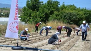Yöreye özgü fasulye tohumları toprakla buluştu
