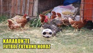 Futbol tutkunu horoz