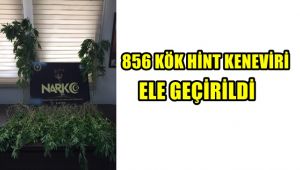 Ormanlık alanda 865 adet kök Hint keneviri ele geçirdi