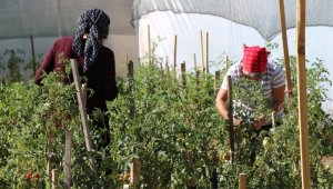 Örtü altı sebze yetiştiriciliği kursiyerleri emeklerinin karşılığını topladı
