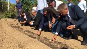 Safranbolu'da safran soğanları toprağa dikildi