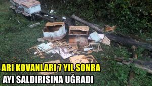 Arı kovanları 7 yıl sonra ayıların saldırısına uğradı