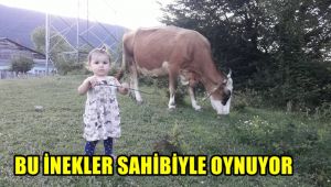 Bu inekler sahibiyle oyun oynuyor