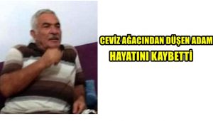 Ceviz ağacından düşen adam hayatını kaybetti