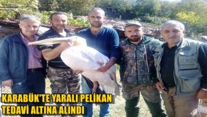 Karabük'te yaralı pelikan tedavi altına alındı