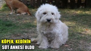 Köpek kedinin süt annesi oldu