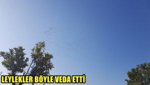 Leylekler böyle veda etti