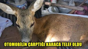 Otomobilin çarptığı karaca telef oldu